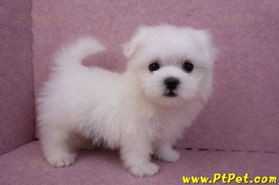 07/26迷你型馬爾濟斯 I 公幼犬2號(台北大同)6