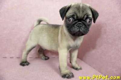 04/02巴哥公幼犬(屏東崁頂)4