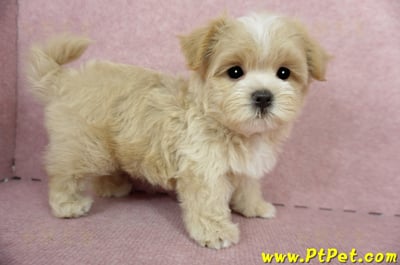 04/11奶油色馬爾泰迪公幼犬1號(桃園市)5