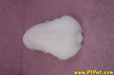 03/21奶白色法國鬥牛公幼犬1號8