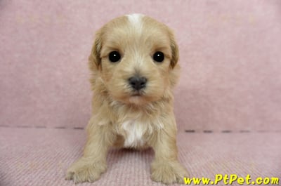 2/23奶油色馬爾泰迪 I 母幼犬2號(高雄鼓山)2