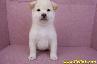 07/11白色柴犬公幼犬(屏東長治)1