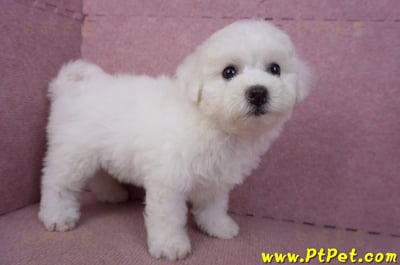 02/14比熊犬母幼犬7