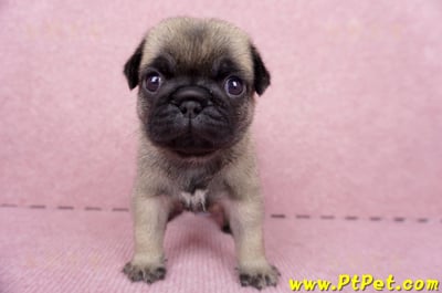 06/23巴哥母幼犬1號(新竹東區)1