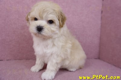 11/23馬爾泰迪母幼犬(高雄仁武)9