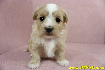 03/21奶油色馬爾泰迪 I 母幼犬1號(台中南屯)2