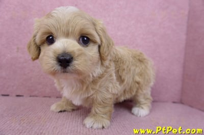 02/20馬爾泰迪母幼犬2號(高雄前鎮)9