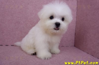 07/26迷你型馬爾濟斯公幼犬1號(台北大同)8