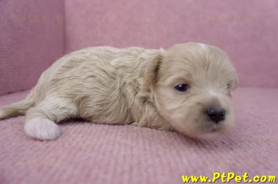 10/03馬爾泰迪母幼犬3