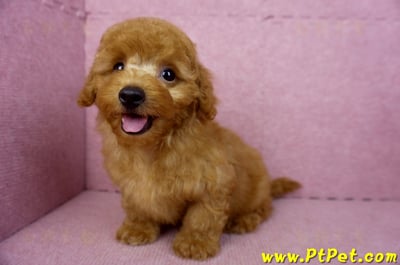 01/26紅貴賓公幼犬10