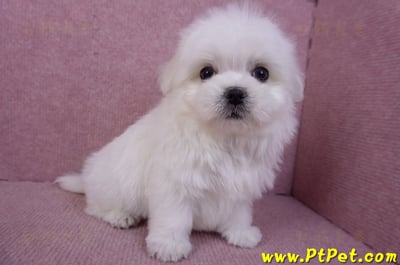 11/20馬爾濟斯公幼犬(彰化二林)8