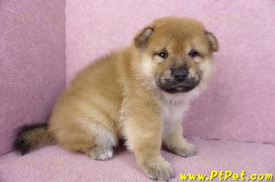 01/16赤色柴犬公幼犬3