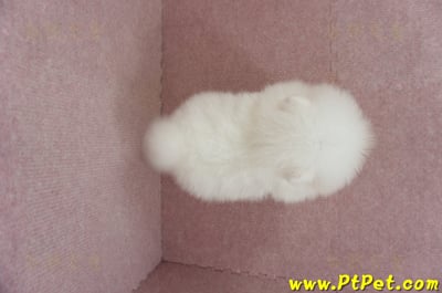 03/14迷你型松鼠白博美公幼犬2號(台北士林)13