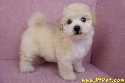 09/12泰迪比熊母幼犬1號(台南西港)8