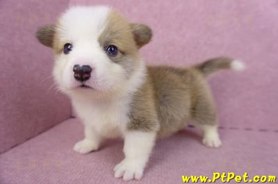 04/16雙色柯基犬公幼犬10