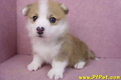 11/30雙色柯基犬公幼犬3號10