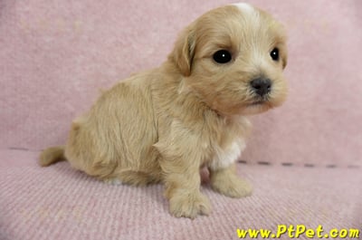 2/23奶油色馬爾泰迪 I 母幼犬2號(高雄鼓山)4