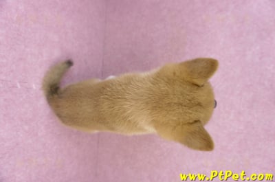 05/20赤色柴犬公幼犬11