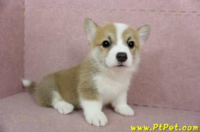 02/09雙色柯基犬公幼犬(新竹)7