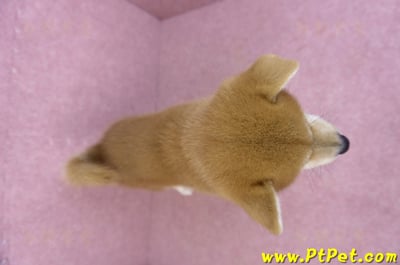 06/02赤色柴犬公幼犬(高雄林園)11