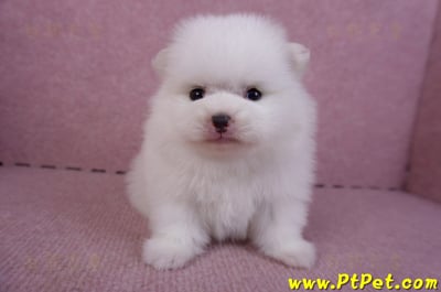 11/10松鼠白博美公幼犬(高雄大樹)1