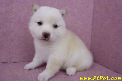 06/14白色柴犬母幼犬(苗栗市)5