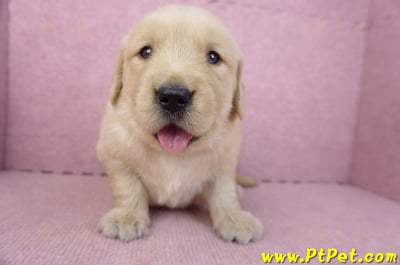 03/12黃金獵犬母幼犬2號1