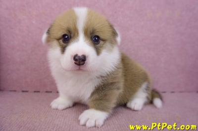 03/14雙色柯基犬公幼犬9