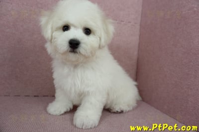 12/01比熊犬公幼犬(屏東市)13