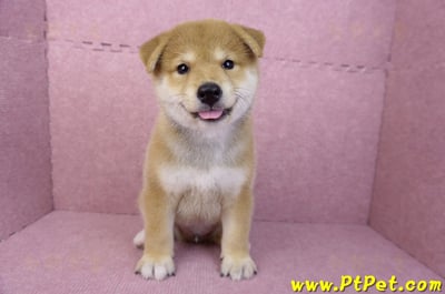 05/07赤色柴犬公幼犬(台南東區)2
