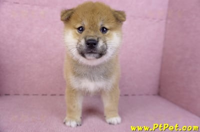 10/15赤色柴犬公幼犬1號(新北鶯歌)2