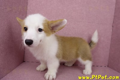 05/09雙色柯基犬母幼犬(台北萬華)12