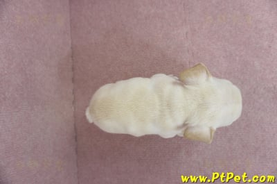 01/14奶油色法國鬥牛母幼犬(高雄三民)12