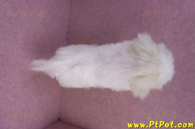 09/21馬爾濟斯母幼犬(花蓮市)11