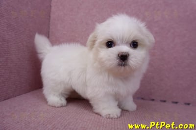 06/26迷你型馬爾濟斯公幼犬(新北三重)6