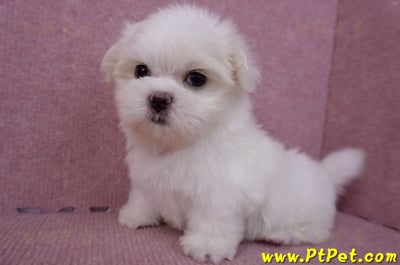 06/26迷你型馬爾濟斯公幼犬(新北三重)10