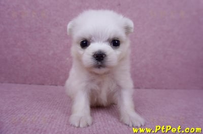 07/26迷你型馬爾濟斯 I 母幼犬(高雄大社)1