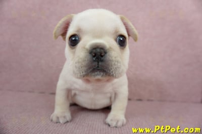 01/14奶油色法國鬥牛母幼犬(高雄三民)1