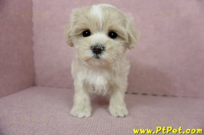 01/15奶油色馬爾泰迪 I 母幼犬(高雄新興)4