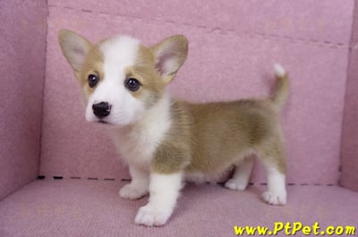 10/13雙色柯基犬母幼犬1號(台北大安)8