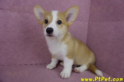 04/13雙色柯基犬公幼犬(台北士林)8