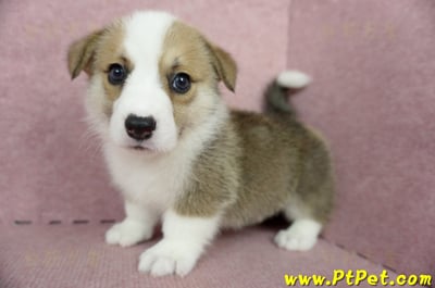 04/28雙色柯基犬公幼犬1號(桃園中壢)10