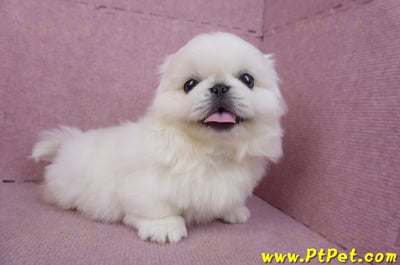 12/17北京狗公幼犬2號(新竹竹北)6