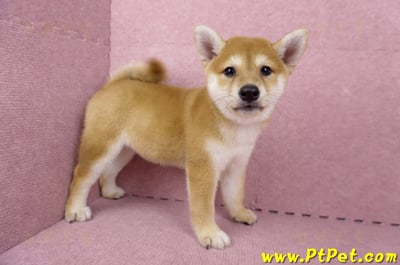 06/04赤色柴犬母幼犬(高雄路竹)5