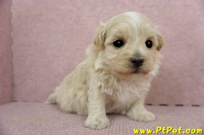 2/23奶油色馬爾泰迪 I 母幼犬1號(高雄鼓山)4