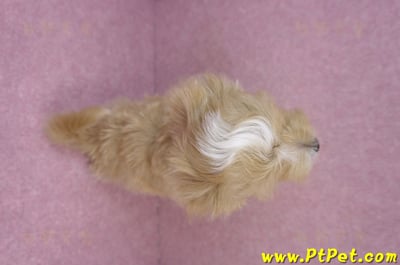 06/25馬爾泰迪公幼犬11
