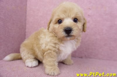 06/10泰迪比熊公幼犬1號6