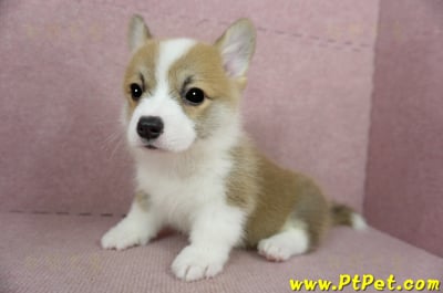 02/09雙色柯基犬公幼犬(新竹)11