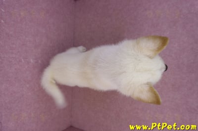 05/24白色柴犬公幼犬(屏東恆春)13