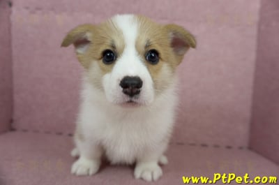 04/28雙色柯基犬母幼犬(高雄前鎮)1